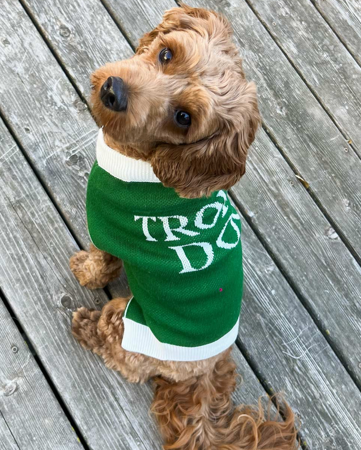 Trophy Dog Sweater - GT