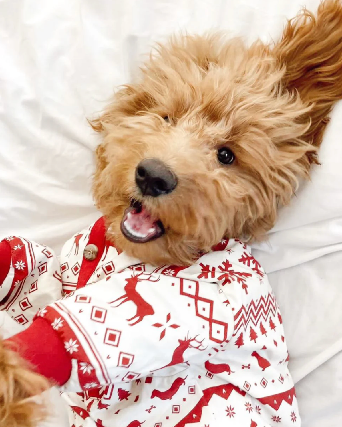 Festive Fam Dachshund - Doggie Pijama GT